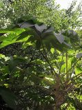 Tetrapanax papyrifer