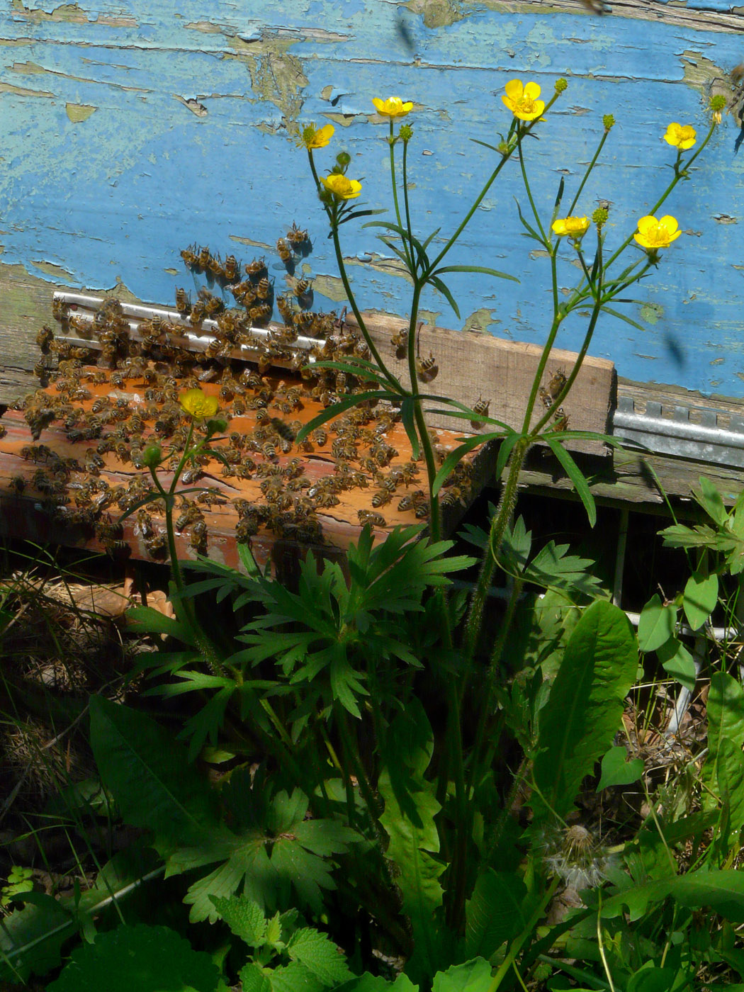 Image of Ranunculus polyanthemos specimen.