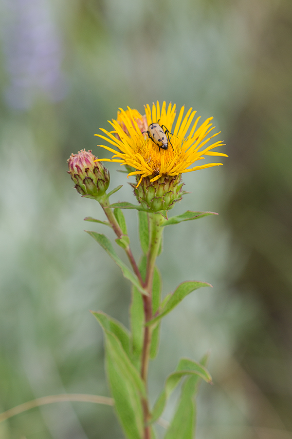 Изображение особи Inula aspera.