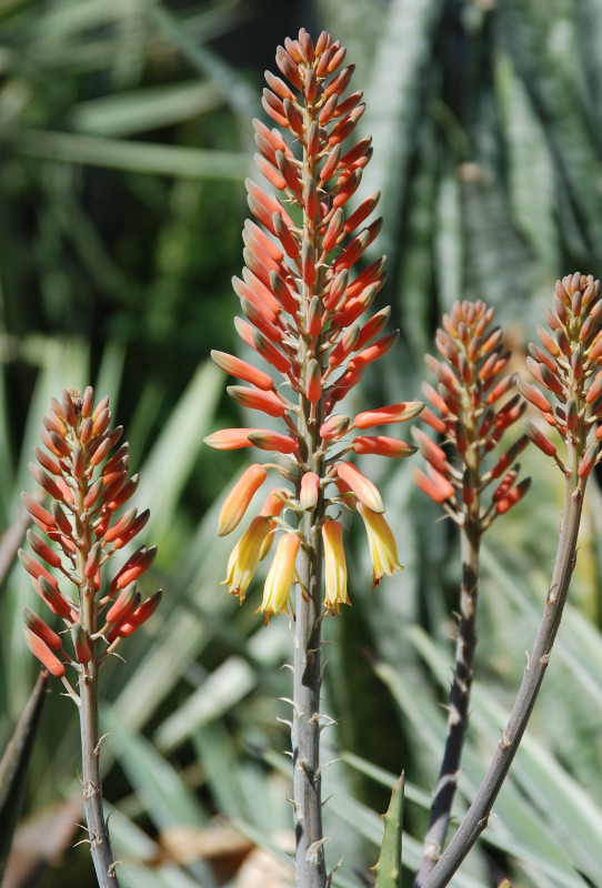 Image of Aloe arborescens specimen.