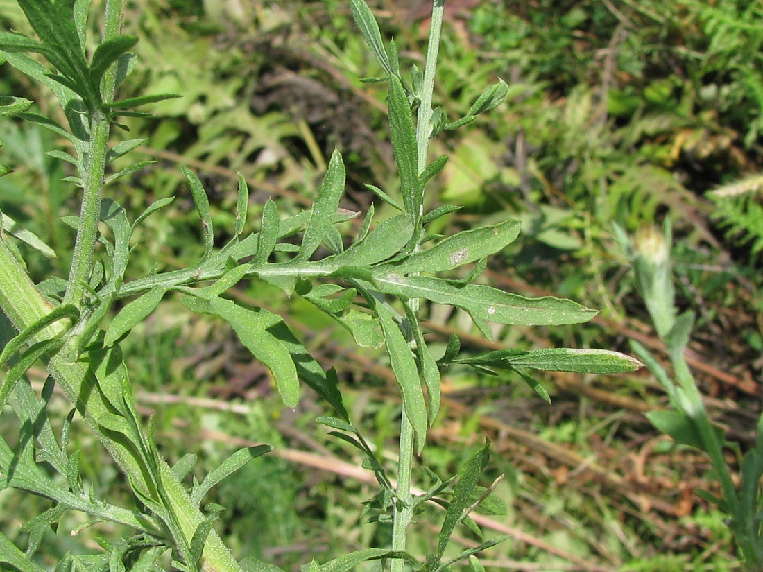 Image of Centaurea biebersteinii specimen.