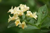 Weigela middendorffiana