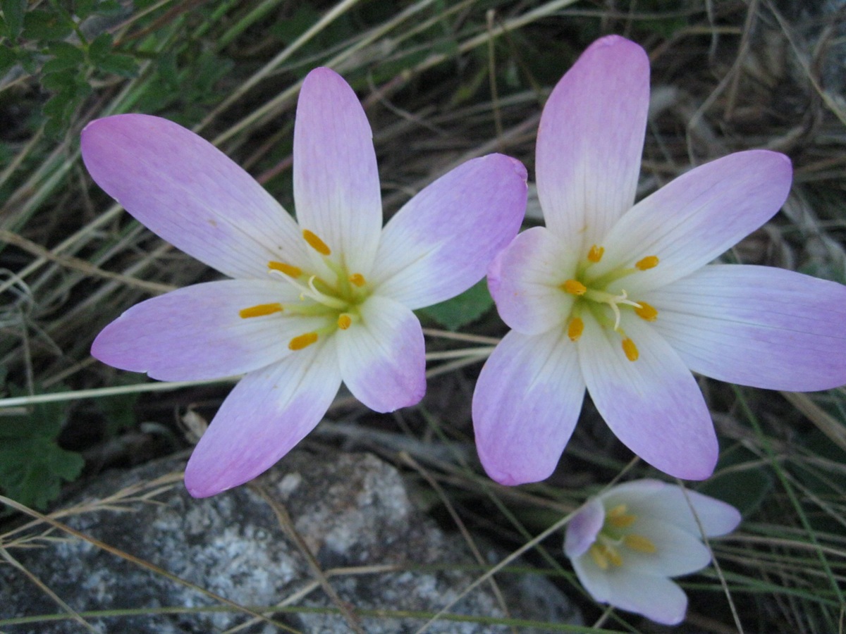 Image of Colchicum speciosum specimen.