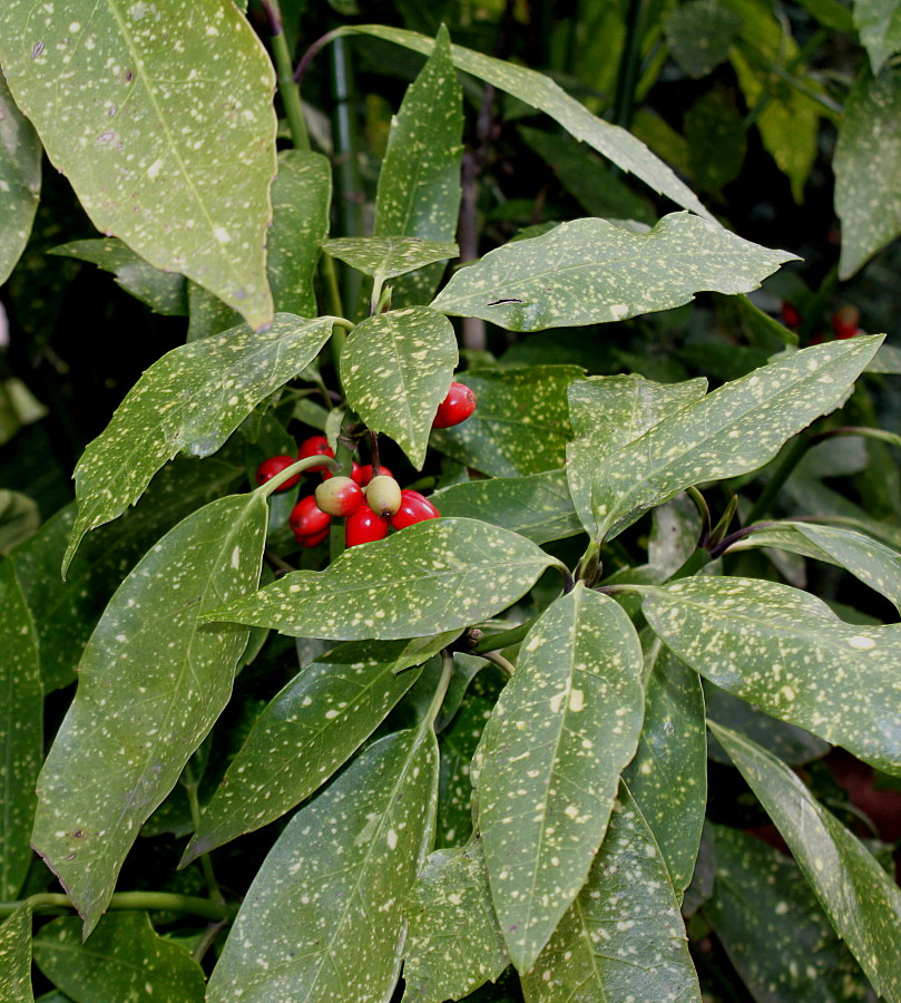 Image of Aucuba japonica specimen.