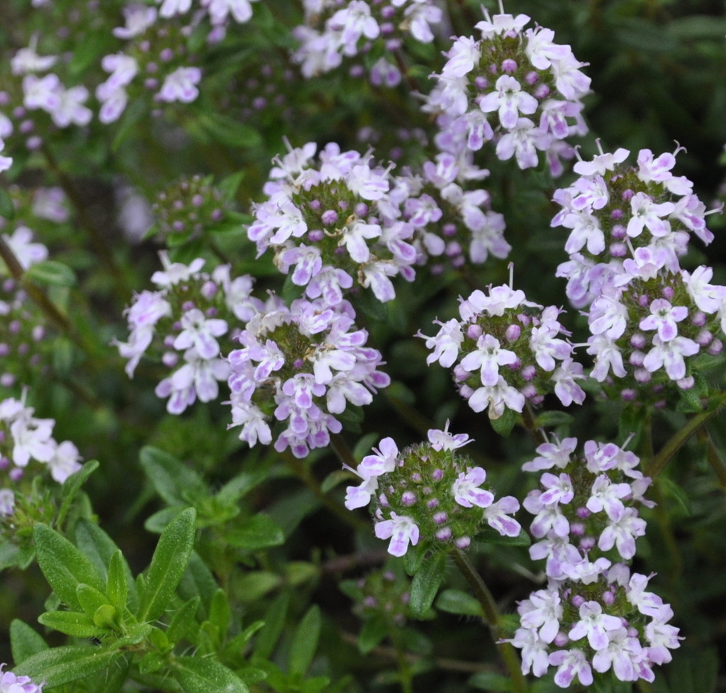 Image of genus Thymus specimen.