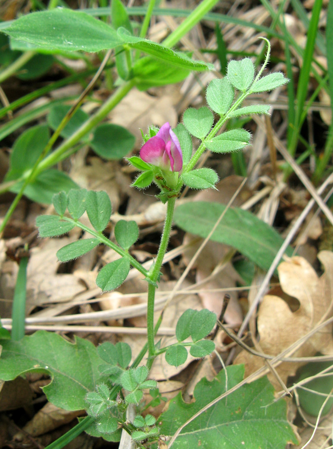 Изображение особи Vicia cordata.