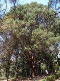 Cupressus guadalupensis. Взрослое дерево. Южный берег Крыма, Никитский ботанический сад. 21.05.2013.