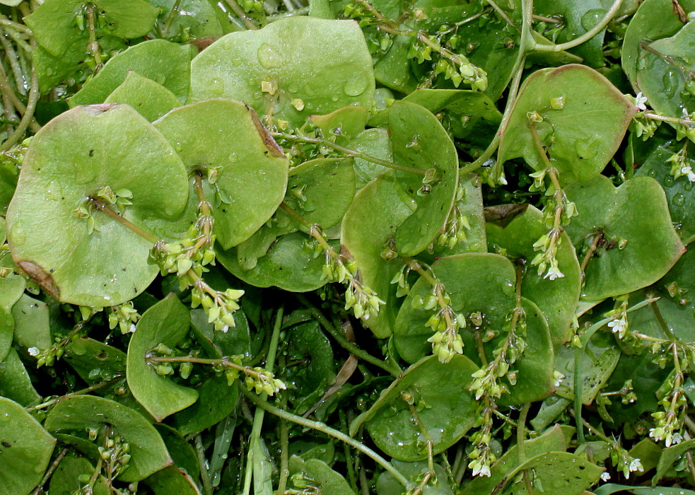 Изображение особи Claytonia perfoliata.