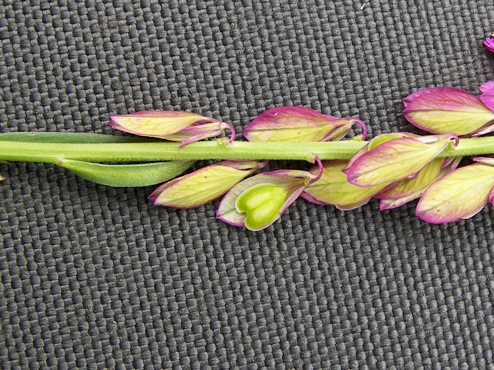 Image of Polygala major specimen.