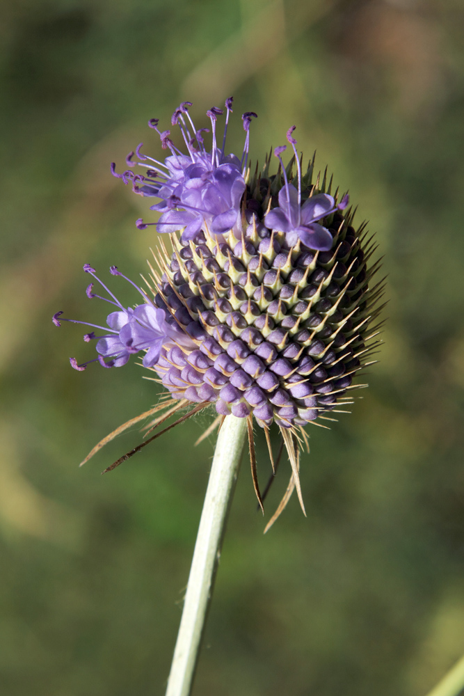 Изображение особи Dipsacus dipsacoides.