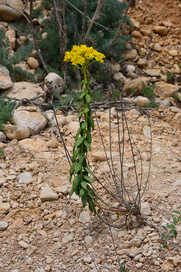 Изображение особи Haplophyllum suaveolens.