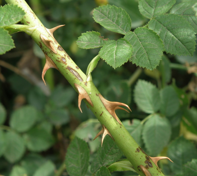 Image of Rosa rubiginosa specimen.