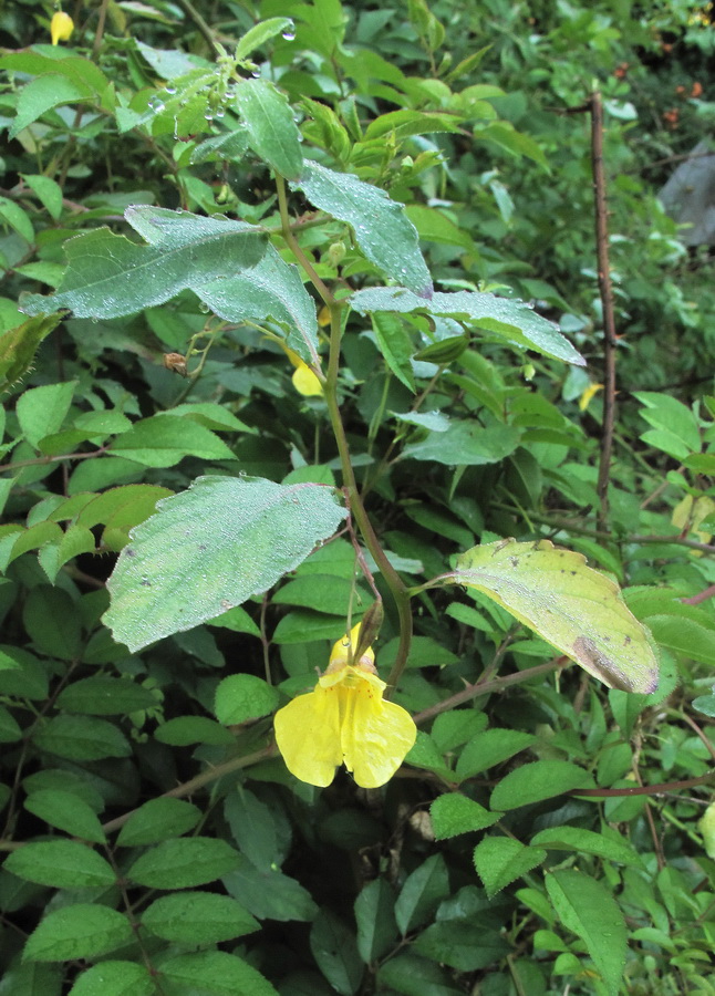 Image of Impatiens noli-tangere specimen.