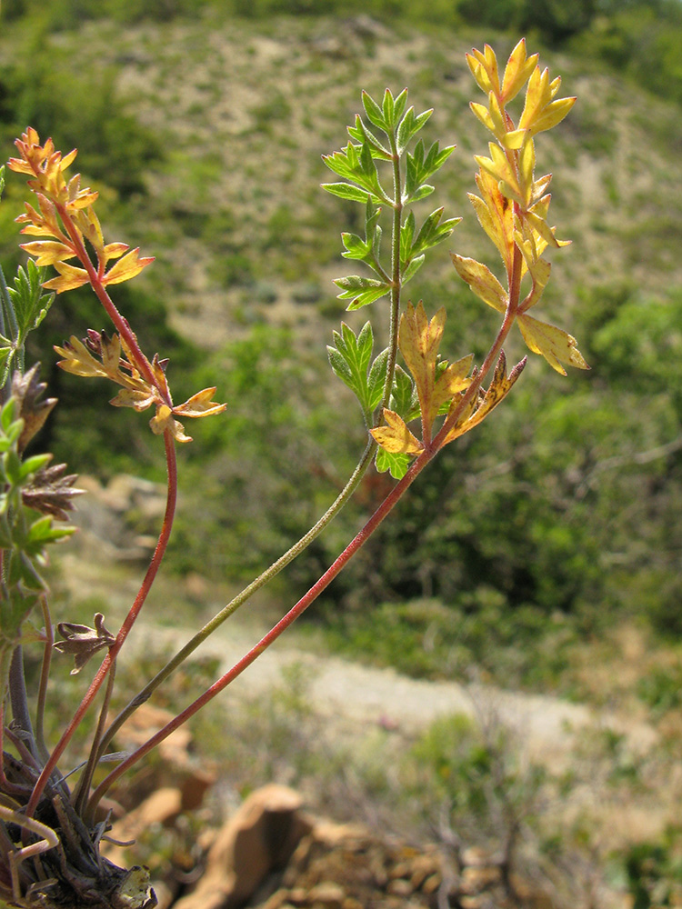 Изображение особи Pimpinella tragium.