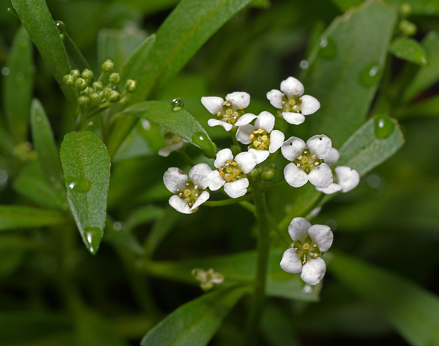 Изображение особи Lobularia maritima.