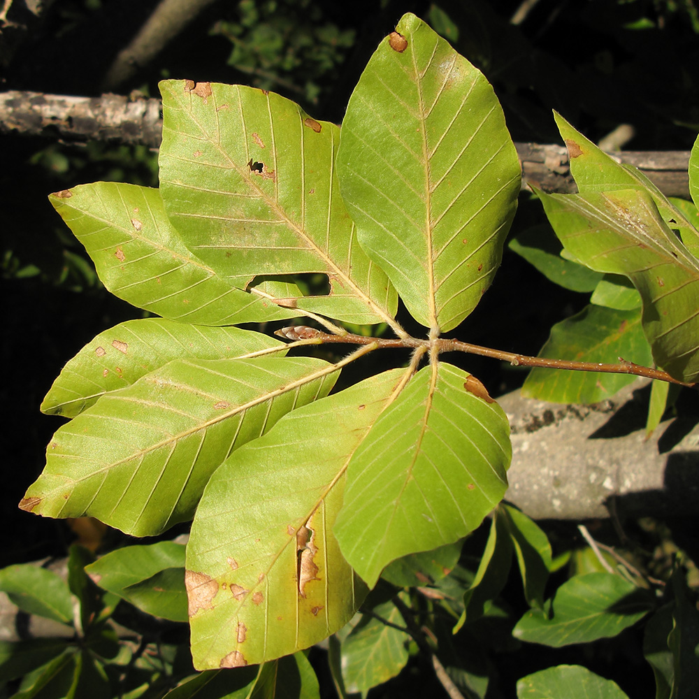 Image of Fagus orientalis specimen.