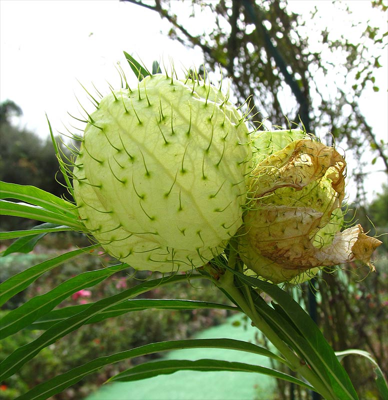 Image of Gomphocarpus physocarpus specimen.