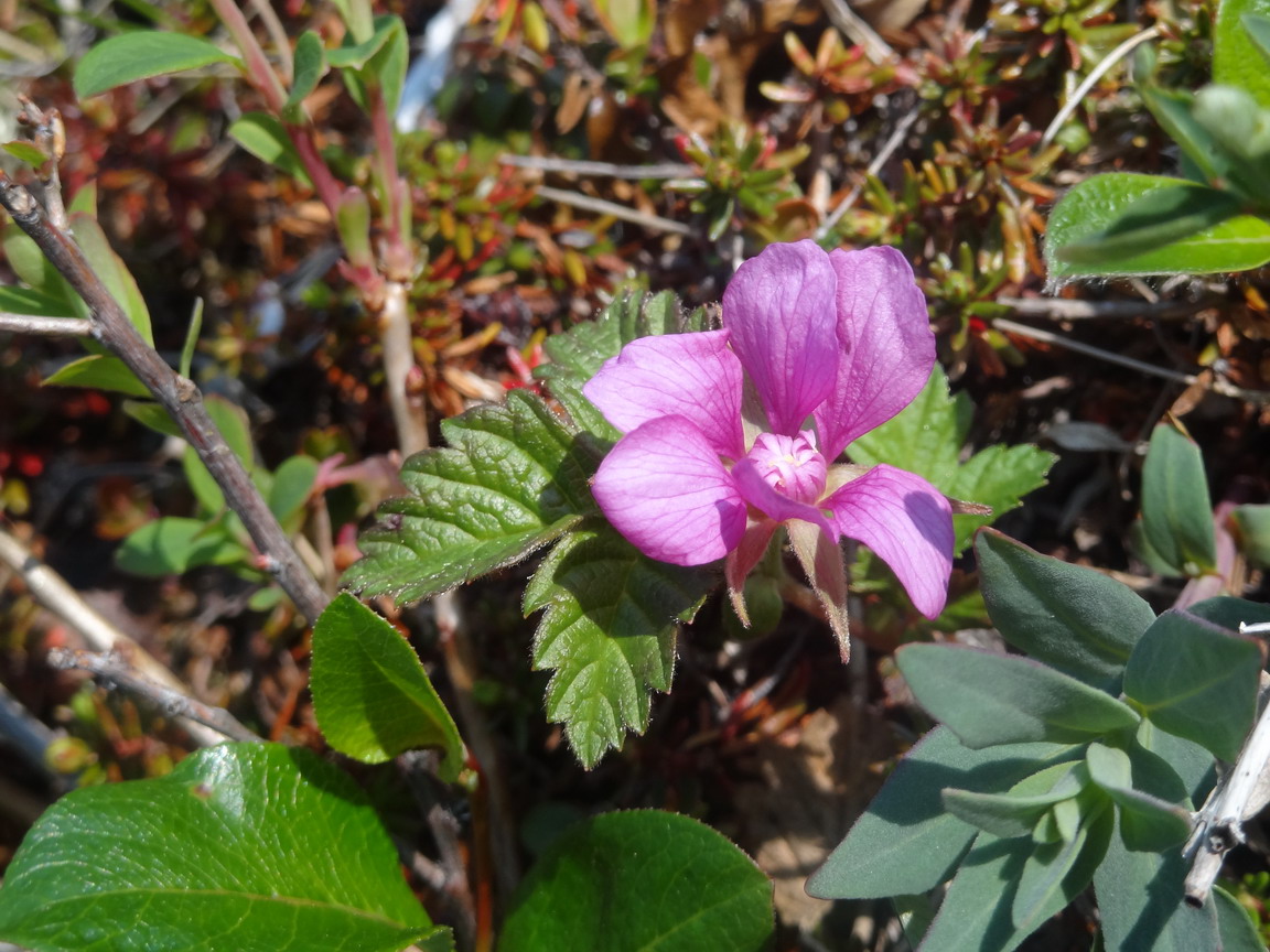 Image of Rubus arcticus specimen.