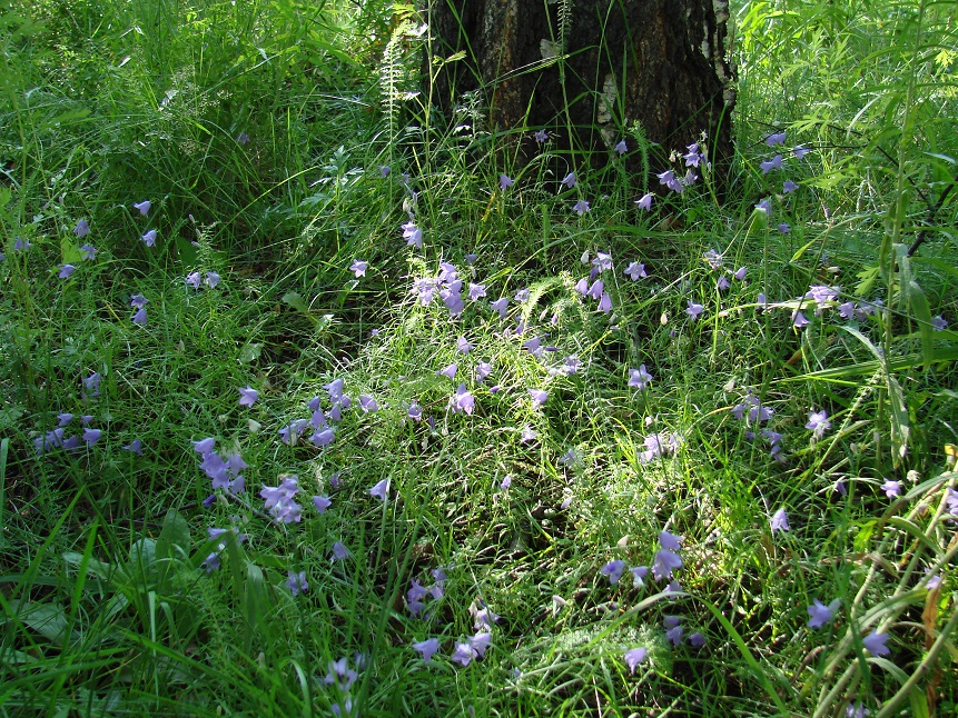 Изображение особи Campanula rotundifolia.