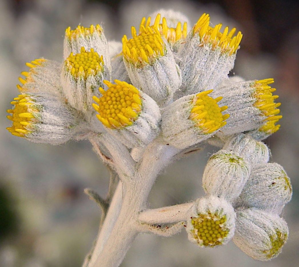 Image of Senecio cineraria specimen.