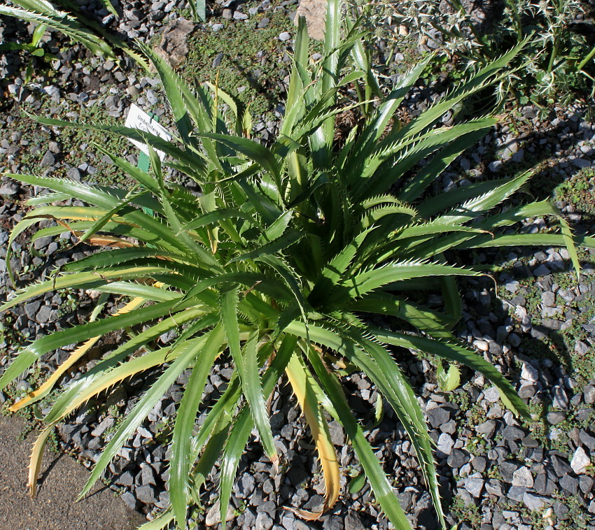 Изображение особи Eryngium serra.