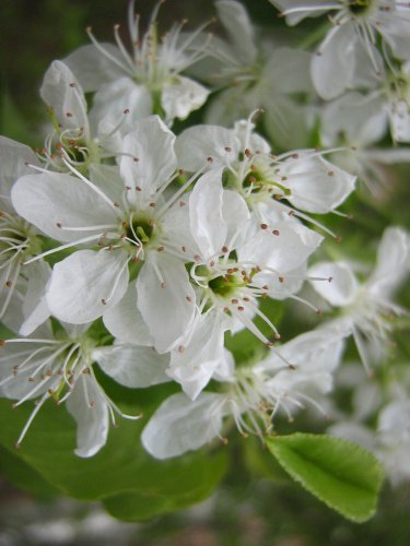 Image of genus Prunus specimen.