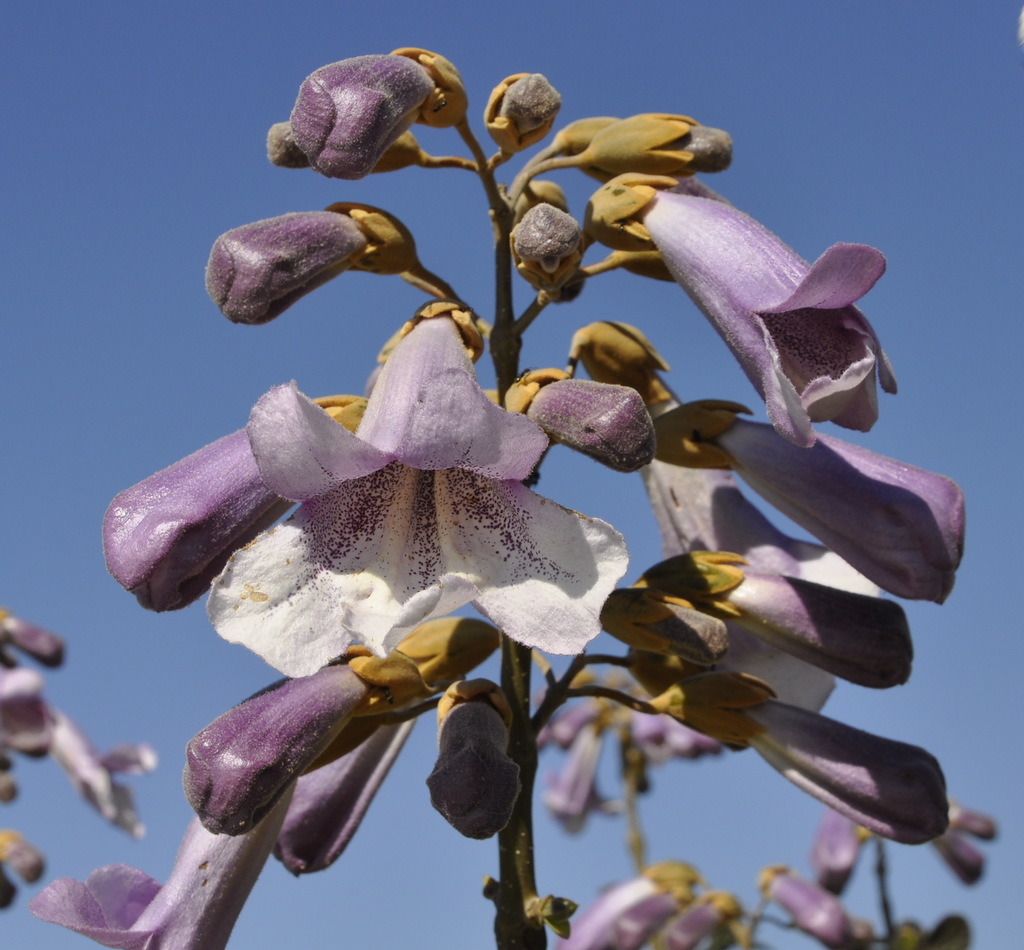 Изображение особи Paulownia tomentosa.