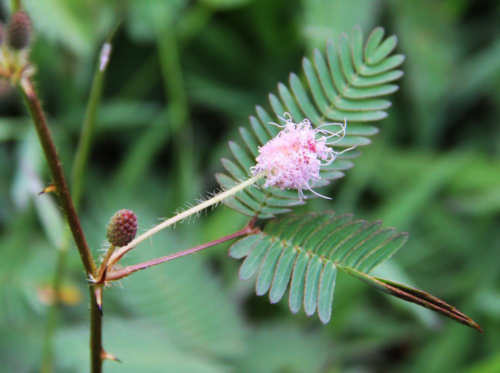 Image of Mimosa pudica specimen.