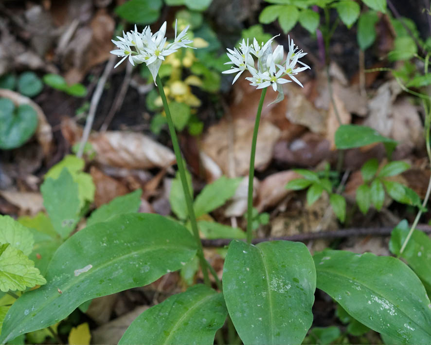 Image of Allium ursinum specimen.