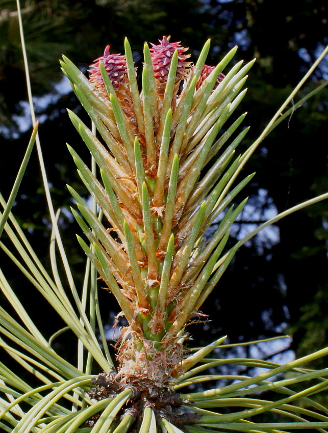 Изображение особи Pinus ponderosa.