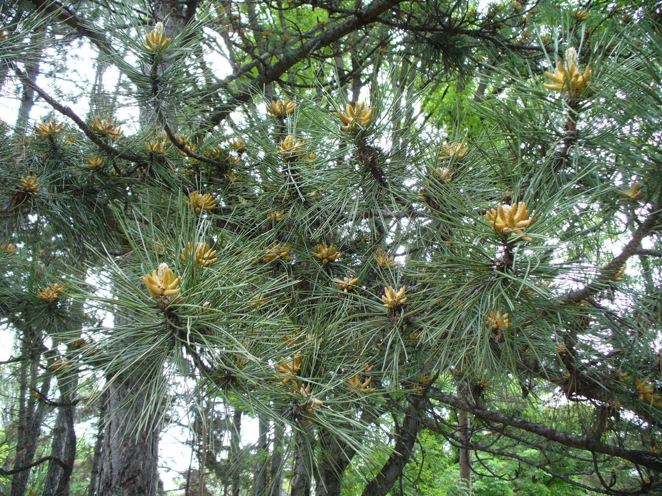 Изображение особи Pinus pallasiana.