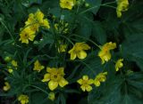 Ranunculus subborealis