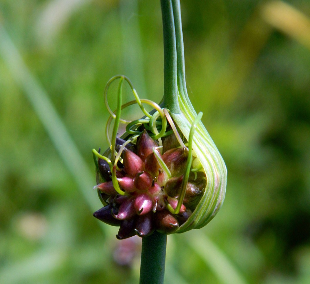 Allium сера