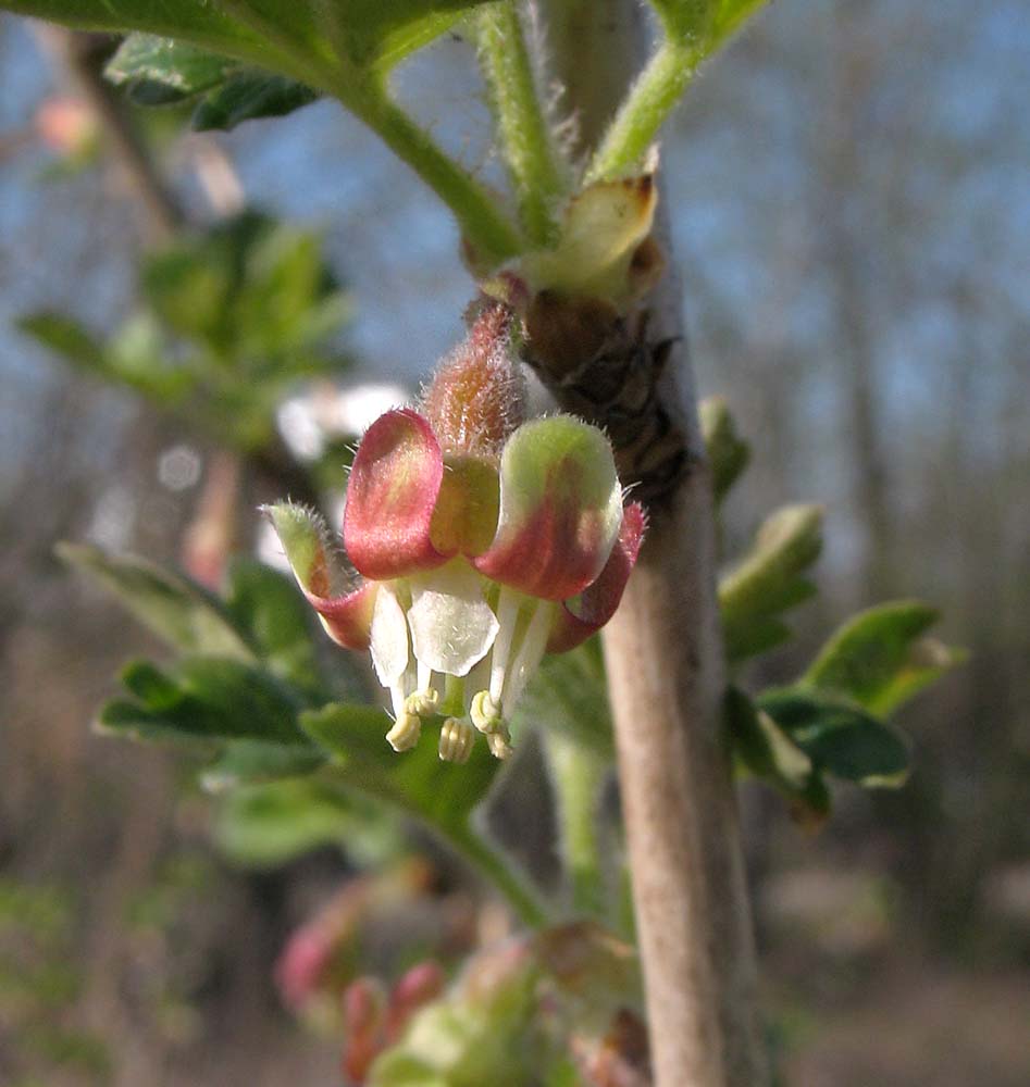 Изображение особи Grossularia uva-crispa.