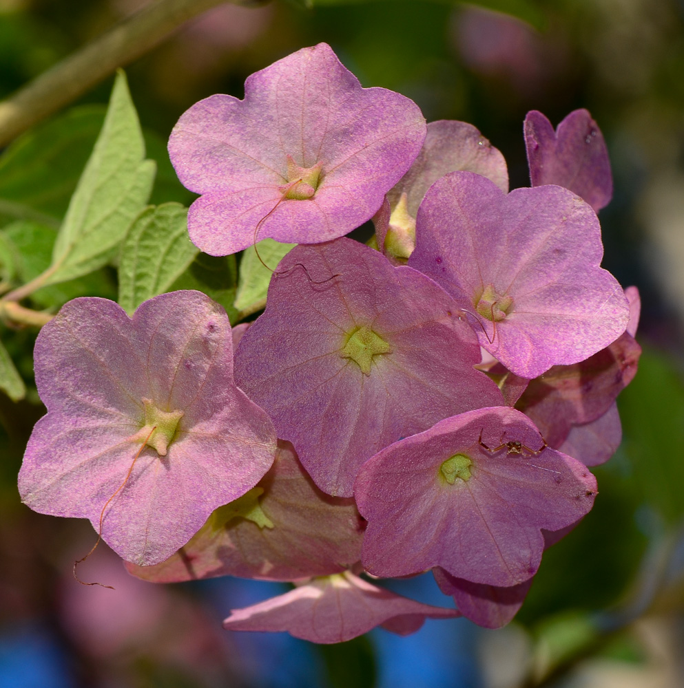 Изображение особи Karomia speciosa.