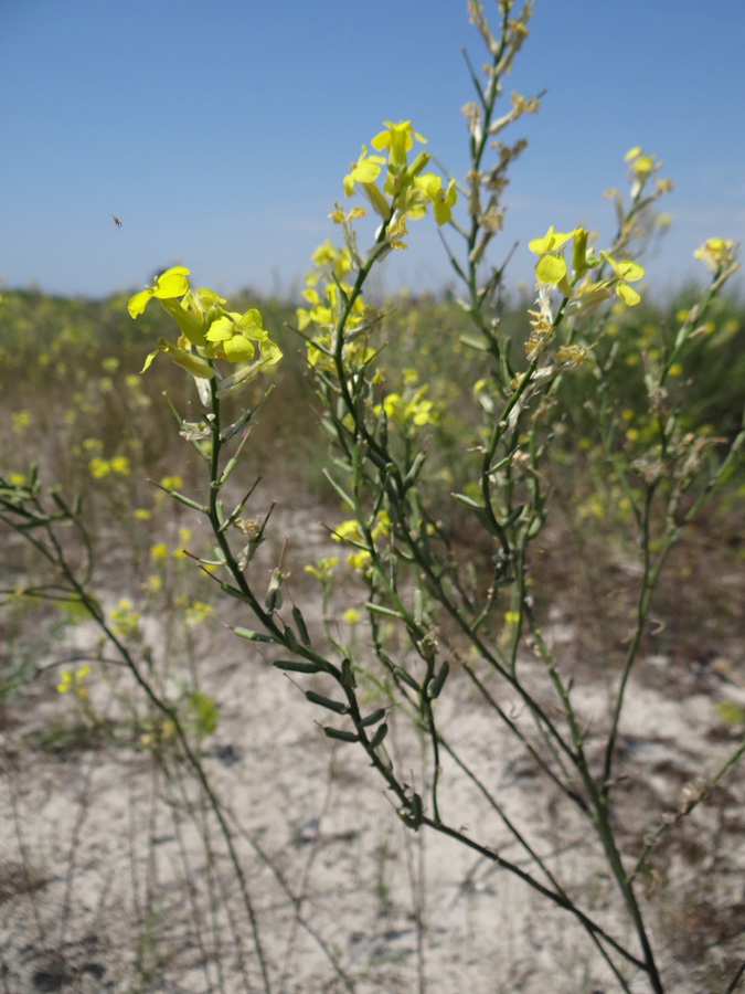 Image of Syrenia montana specimen.