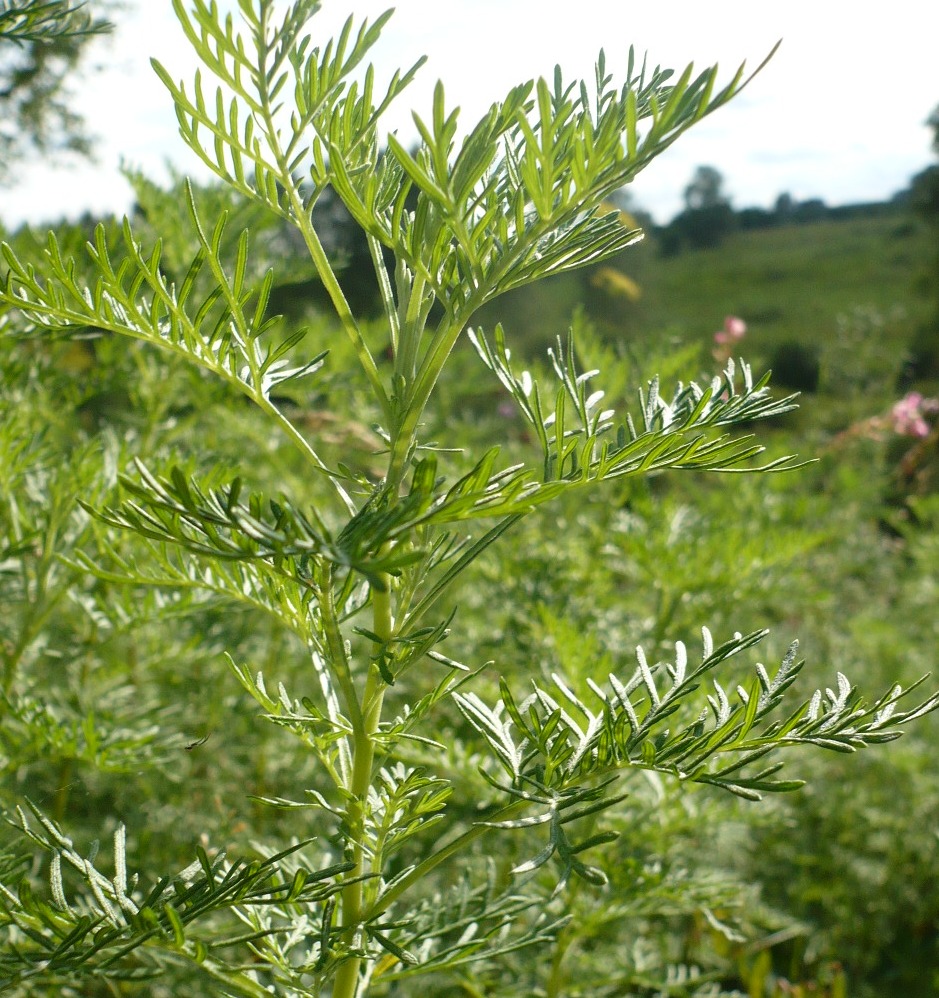 Изображение особи род Artemisia.