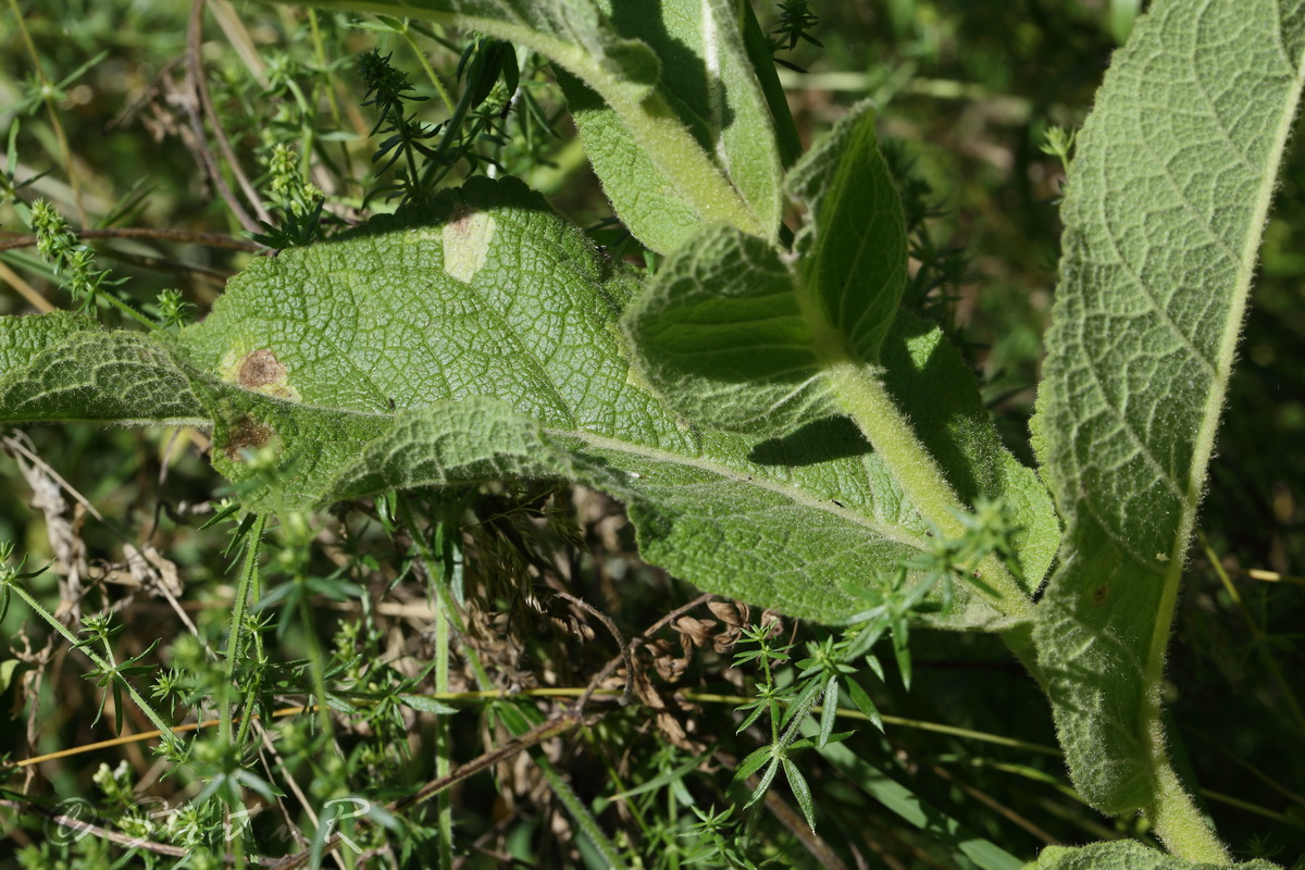 Изображение особи Verbascum ovalifolium.