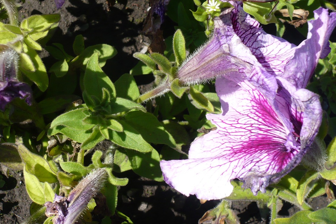 Изображение особи Petunia &times; hybrida.