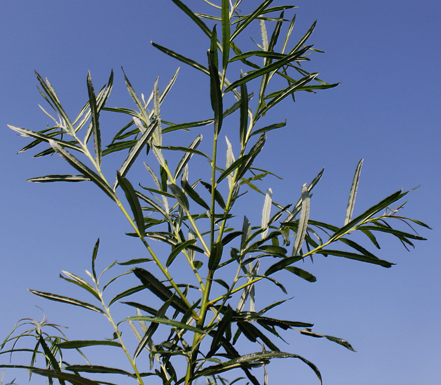 Image of Salix viminalis specimen.