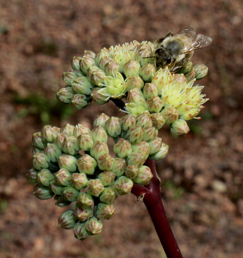 Изображение особи Hylotelephium triphyllum.