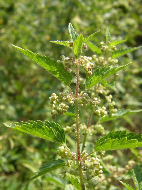 Image of Urtica pilulifera specimen.