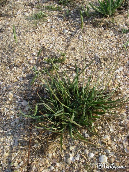 Image of Plantago salsa specimen.