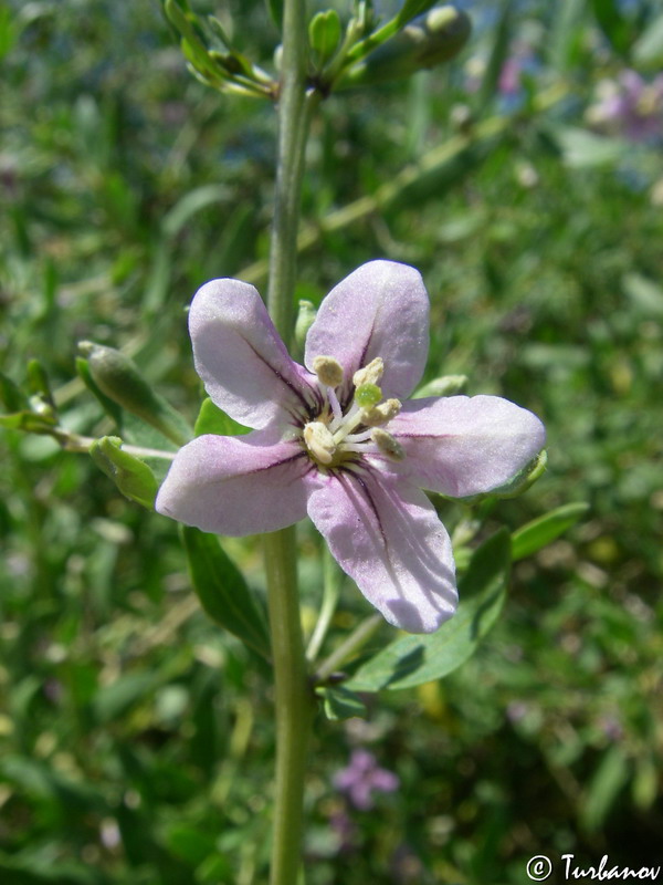 Image of Lycium barbarum specimen.