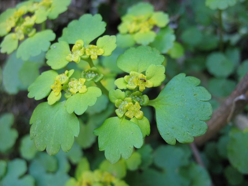 Image of Chrysosplenium alternifolium specimen.