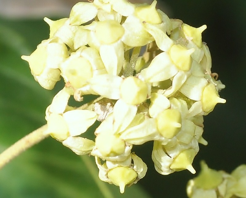 Image of Hedera helix specimen.