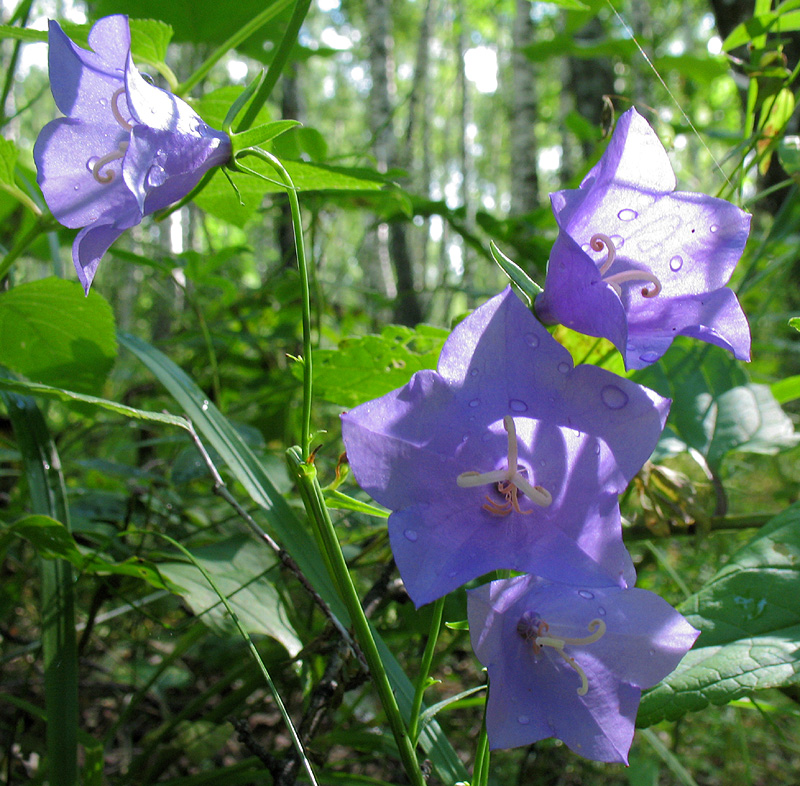 Image of Campanula persicifolia specimen.