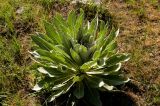 genus Verbascum. Вегетирующее растение. Казахстан, Восточно-Казахстанская обл., долина реки Коксу. Начало мая 2012 г.