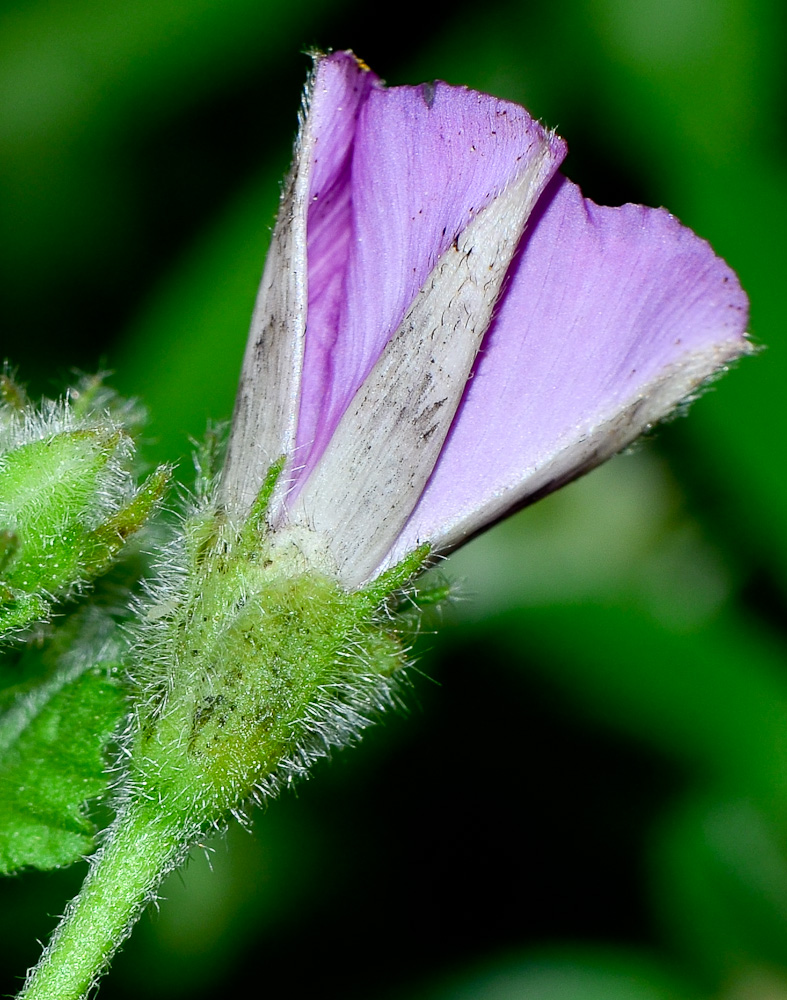 Image of Convolvulus coelesyriacus specimen.