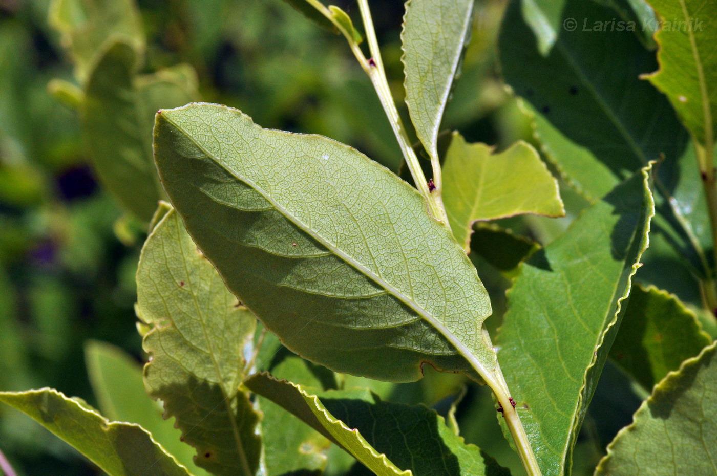 Изображение особи Flueggea suffruticosa.